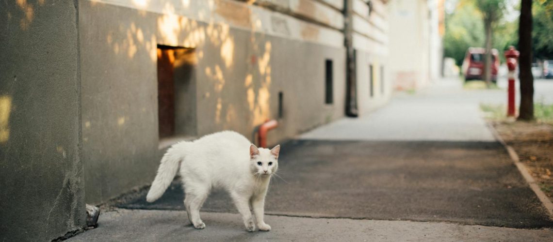 Ailurophobie : tout savoir sur la peur panique des chats Ailurophobie : tout savoir sur la peur panique des chats