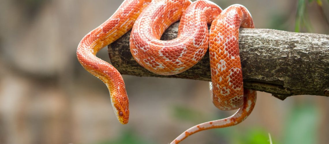 Ophiophobie : quand la peur des serpents paralyse Ophiophobie : quand la peur des serpents paralyse